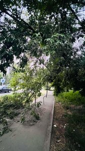 Ветки опасно висят над тротуаром в районе остановки "Космос" — фото 2