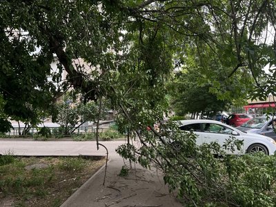 Ветки опасно висят над тротуаром в районе остановки "Космос" — фото 5