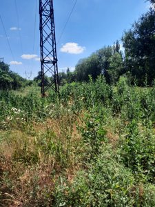 Чтобы не пытаться осваивать деньги за покос травы поздней осенью на проспекте  Баклановском, можно... — фото 7