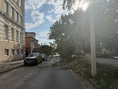 На улице Комитетской, в районе Школы №1 без видимых причин упало дерево — фото 2
