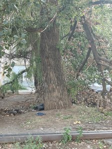 Жители Молодёжки напоминают, что у них на Визирова 5 все ещё не ликвидированы последствия урагана — фото 4