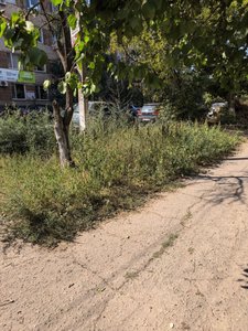 Амброзия у женской консультации обеспокоила новочеркасцев — фото 3