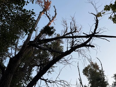 Сломанное дерево уже месяц представляет опасность у двух школ — фото 3