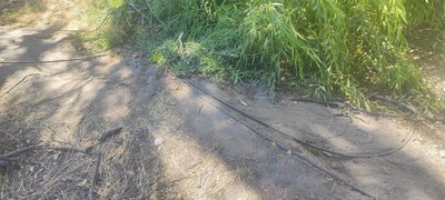 Вот уже больше месяца прошло после урагана, а пешеходный тротуар  в Новочеркасске на Харьковском... — фото 2