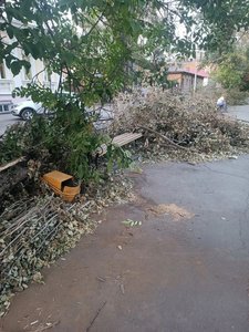 На улице Комитетской  в Новочеркасске так никуда и не делась проблема уборки последствий урагана,... — фото 2