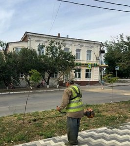 В Новочеркасске продолжается покос амброзии — фото 5