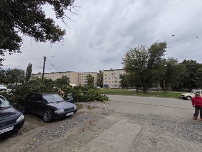 На улице Визирова упала большая ветка дерева — фото 2