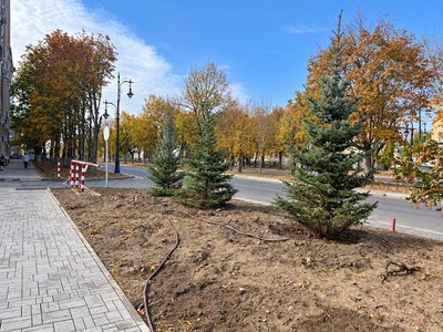 На Платовском высадили ели вместо выбранных жителями сосен — фото 2