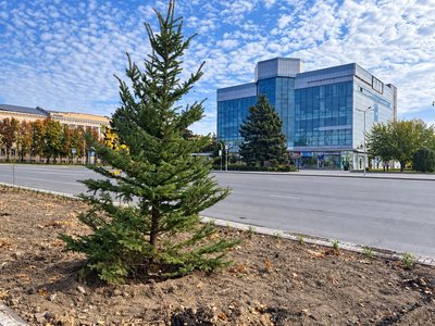 На Платовском высадили ели вместо выбранных жителями сосен — фото 3