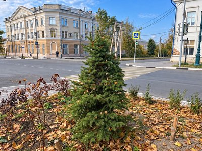 На Платовском высадили ели вместо выбранных жителями сосен — фото 4