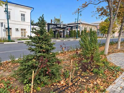 На Платовском высадили ели вместо выбранных жителями сосен — фото 5