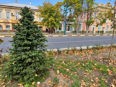 На Платовском высадили ели вместо выбранных жителями сосен — фото 6