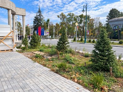 На Платовском высадили ели вместо выбранных жителями сосен — фото 8