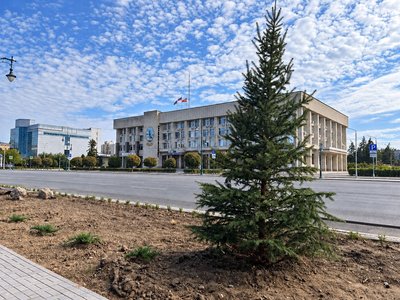 На Платовском высадили ели вместо выбранных жителями сосен — фото 9