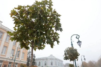 Губернатор Ростовской области высадил деревья на Платовском проспекте в Новочеркасске — фото 7