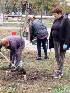 В Новочеркасске на аллее Славы высадили 50 клёнов и установили памятную табличку — фото 4