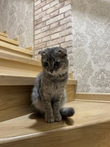Пропала кошечка‼️ зовут Буся, потерялась в районе Ермака/Комитетская/Фрунзе, просьба если кто-то...
