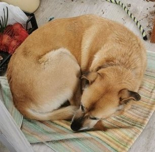 Вчера днём из СНТ «Казачок» в г