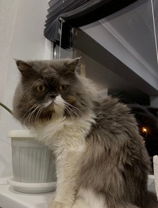 Поможем найти потеряшку?