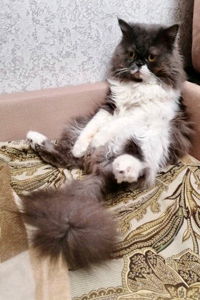 Поможем найти потеряшку? — фото 4