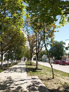 На проспекте Платовском  Новочеркасска из 54 высаженных кустов около 30 уже засохли