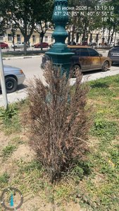 На проспекте Платовском  Новочеркасска из 54 высаженных кустов около 30 уже засохли — фото 2