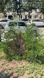 На проспекте Платовском  Новочеркасска из 54 высаженных кустов около 30 уже засохли — фото 3