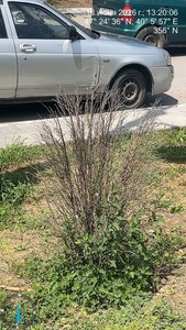На проспекте Платовском  Новочеркасска из 54 высаженных кустов около 30 уже засохли — фото 4
