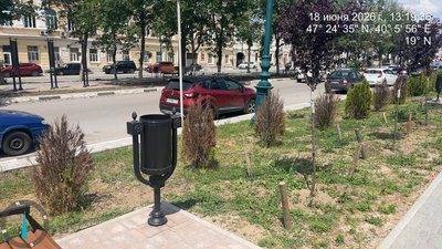 На проспекте Платовском  Новочеркасска из 54 высаженных кустов около 30 уже засохли — фото 5