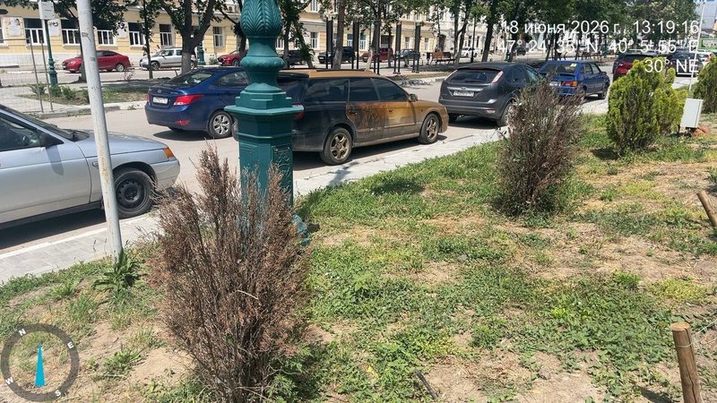 На проспекте Платовском  Новочеркасска из 54 высаженных кустов около 30 уже засохли