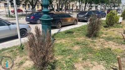 На проспекте Платовском  Новочеркасска из 54 высаженных кустов около 30 уже засохли — фото 6
