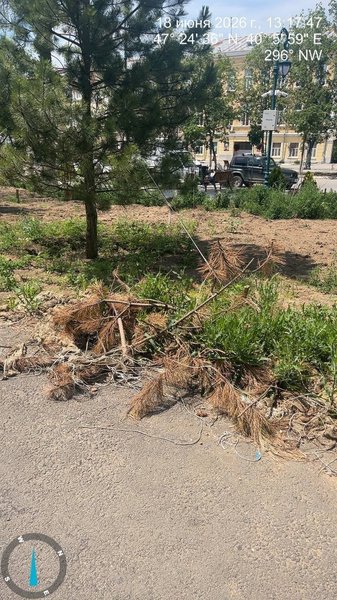 На проспекте Платовском  Новочеркасска из 54 высаженных кустов около 30 уже засохли
