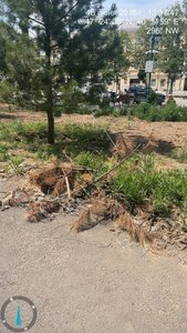 На проспекте Платовском  Новочеркасска из 54 высаженных кустов около 30 уже засохли — фото 7
