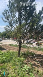 На проспекте Платовском  Новочеркасска из 54 высаженных кустов около 30 уже засохли — фото 9