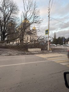 Дерево рухнуло на Cadillac туристов у Новочеркасского собора