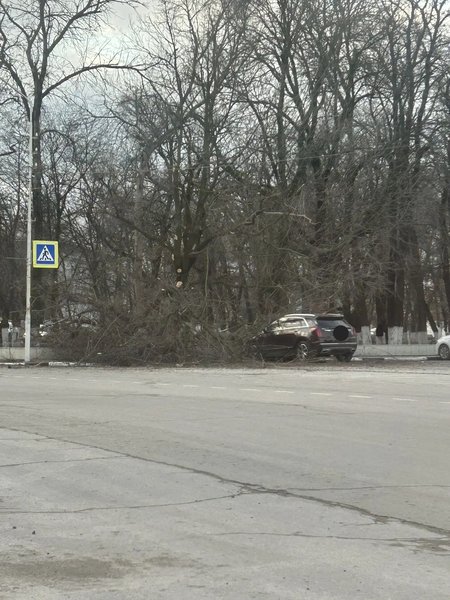 Дерево рухнуло на Cadillac туристов у Новочеркасского собора — фото 2