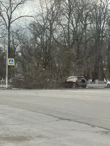 Дерево рухнуло на Cadillac туристов у Новочеркасского собора — фото 2