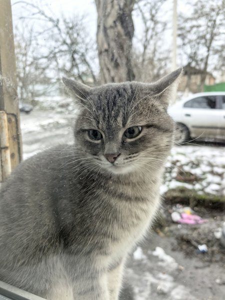 Потеряшка на Фрунзе — фото 2