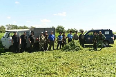 Новочеркасске уничтожили пять тысяч кустов дикорастущей конопли — фото 2