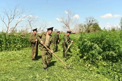 Новочеркасске уничтожили пять тысяч кустов дикорастущей конопли — фото 5