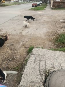 В центре Новочеркасска, возле магазина «Пятёрочка» на Красном спуске, произошёл тревожный инцидент,...