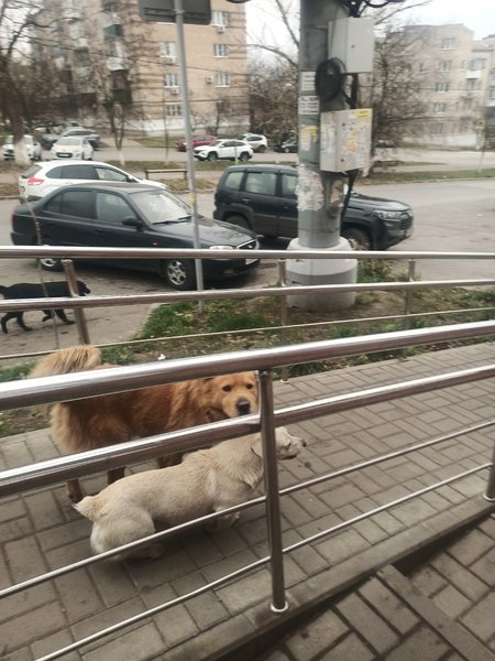 В центре Новочеркасска, возле магазина «Пятёрочка» на Красном спуске, произошёл тревожный инцидент,... — фото 2