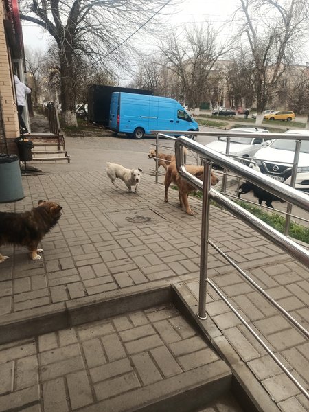 В центре Новочеркасска, возле магазина «Пятёрочка» на Красном спуске, произошёл тревожный инцидент,... — фото 3