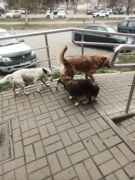 В центре Новочеркасска, возле магазина «Пятёрочка» на Красном спуске, произошёл тревожный инцидент,... — фото 4