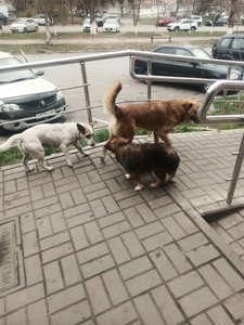 В центре Новочеркасска, возле магазина «Пятёрочка» на Красном спуске, произошёл тревожный инцидент,... — фото 4