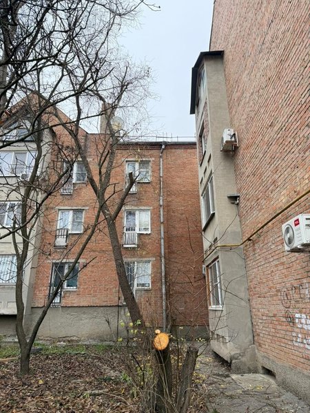 Депутат Павел Лебедев по просьбе своих избирателей помог устранить опасные деревья в Новочеркасске — фото 3