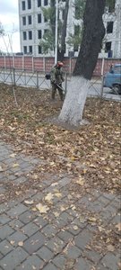 Традиционная почти ноябрьская забава в Новочеркасске - покос листвы — фото 2