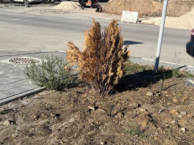 Новочеркасская осень настолько сурова, что в центре города вместе с лиственными деревьями желтеют и... — фото 5