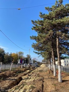 Аллея под сухим законом: как в Новочеркасске вырубают и деревья, и доверие