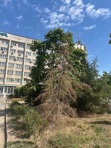 Высаженный сквер гибнет из-за бесхозяйственности — фото 6